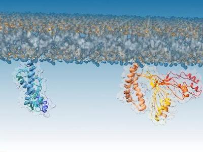 反芻動(dòng)物飼養(yǎng)與飼料